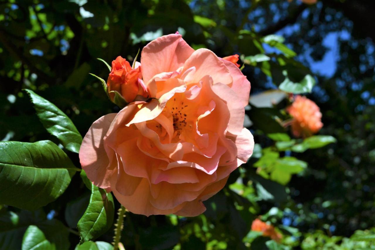 Bindley House Bed & Breakfast *